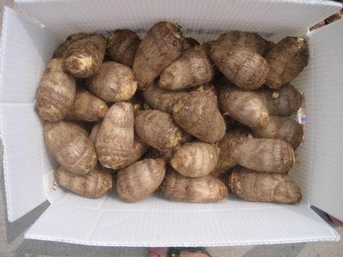 TARO SMALL CHINA