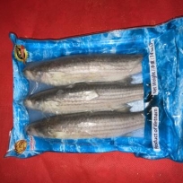 MULLET FISH WHOLE 100-150 - 40X14OZ