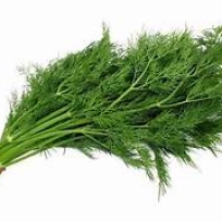 BABY DILL 5 DOZEN 