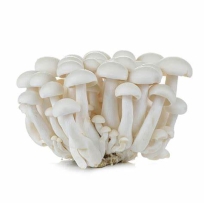 MUSHROOM WHITE SHIMEJI 