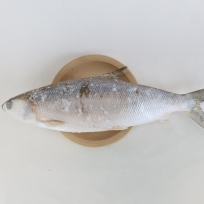 Frozen Milkfish Whole Round