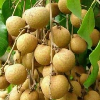 LONGAN FLORIDA