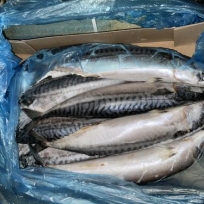 MACKEREL 600 - 8PCS