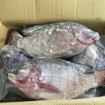 TILAPIA - 550/750 - 40LBS