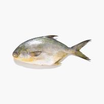 GOLDEN POMPANO 1000UP 40LBS