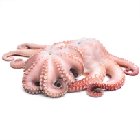 JUMBO OCTOPUS 2-4 Size 30#