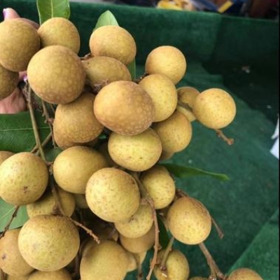 LONGAN FL