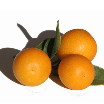 KUMQUAT ROUND