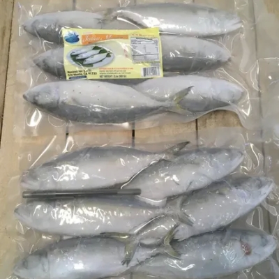 INDIAN MACKEREL 2-3PCS/LB 10X2LBS