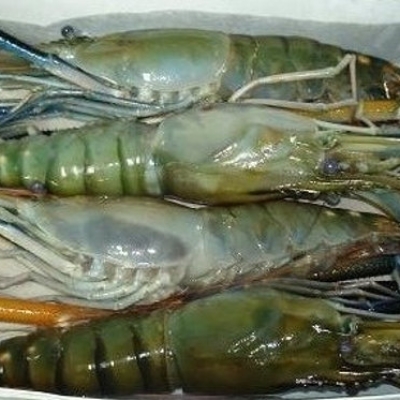 FRESHWATER SHRIMP H/O - 2/4 - 10X2LBS