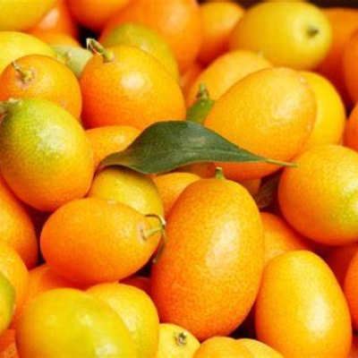 KUMQUAT CN