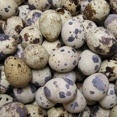 2682 QUAIL EGG