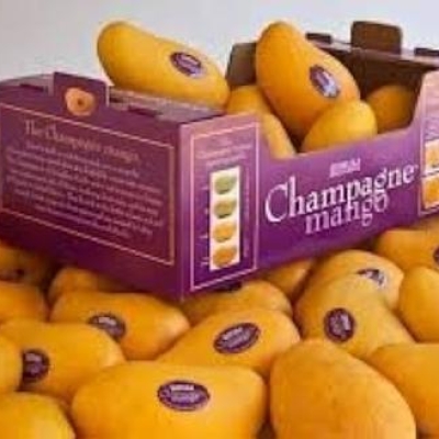 MANGO ATAULFO - CHAMPANGE 