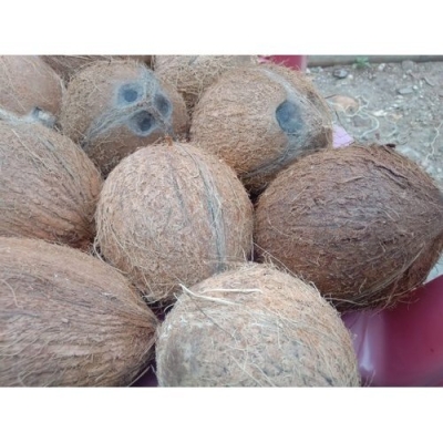 FRESH COCONUT WITHOUT HUSK - DUA XIEM BEN TRE