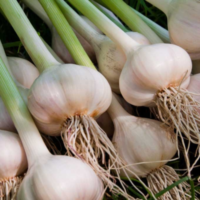 GARLIC STEM 