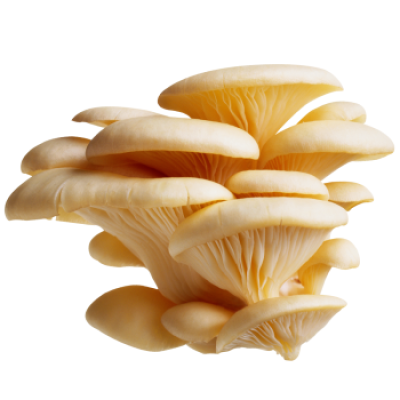 OYSTER MUSHROOM 