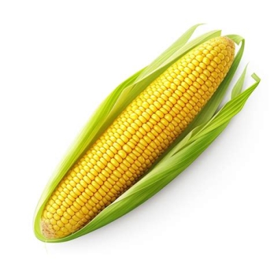 FRESH CORN 