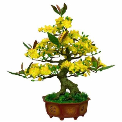 HOA MAI BONSAI 50CM