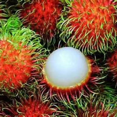 RAMBUTAN GUATAMALA