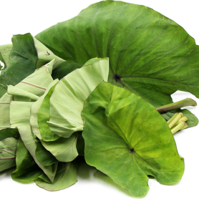 TARO LEAF