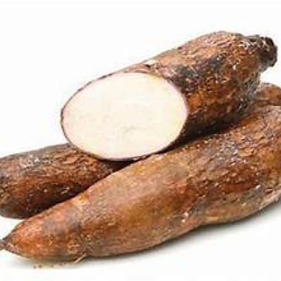  YUCA ROOT