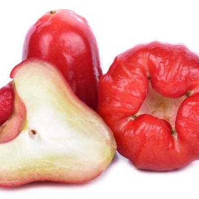 WAX APPLE RED 