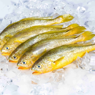 YELLOW CROAKER 700 -1000 - 22LBS