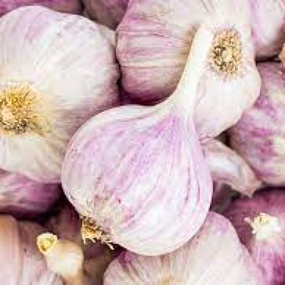 GARLIC 5P PURPLE CHINA 