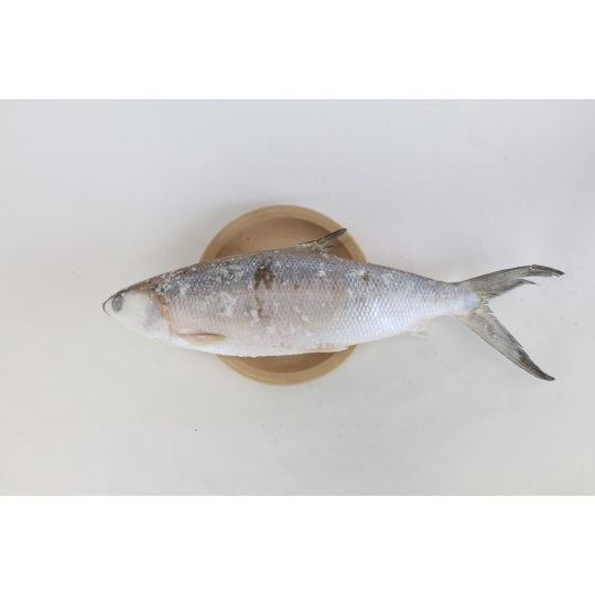 Frozen Milkfish Whole Round