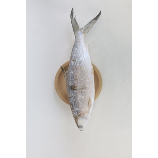Frozen Milkfish Whole Round