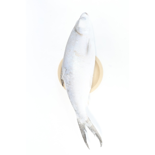 Frozen Indian Mackerel